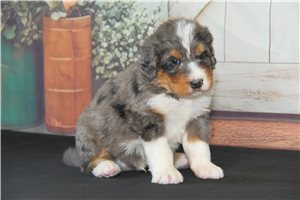 Woof - puppy for sale