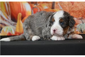 Sadie - puppy for sale