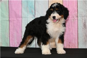Paris - Bernedoodle for sale