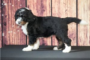 Lanie - Bernedoodle for sale