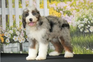 Cypress - Bernedoodle for sale