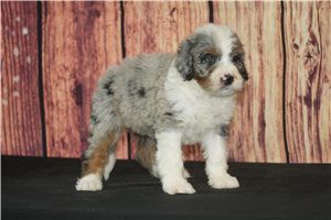 Ilene - Bernedoodle for sale