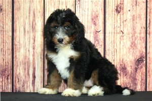 Aspen - Bernedoodle for sale