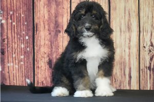 Lois - Bernedoodle for sale