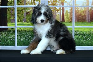 Bismark - Bernedoodle for sale