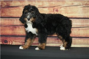 Monty - Bernedoodle for sale