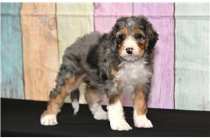 Selena - Bernedoodle for sale