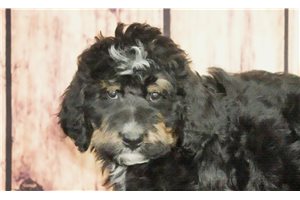Sigmund - Bernedoodle for sale