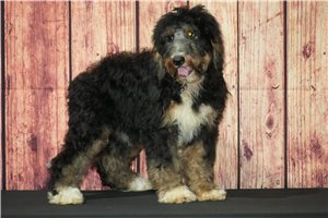 Pearl - Bernedoodle for sale