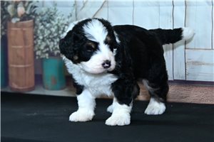 Bean - puppy for sale