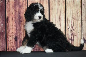 Dexter - Bernedoodle for sale