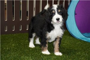 Adri - puppy for sale