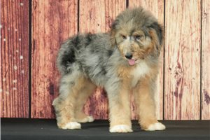 Bailey - Bernedoodle for sale
