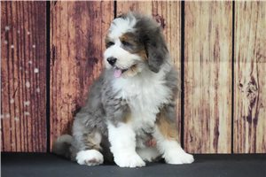 Gracie - Bernedoodle for sale