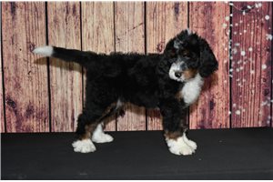 Lanie - Bernedoodle for sale