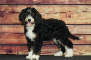 Sarina - Bernedoodle for sale
