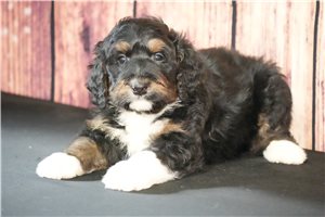 Lois - Bernedoodle for sale