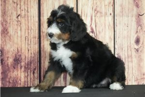 Sass - Bernedoodle for sale