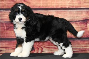 Bambi - Bernedoodle for sale