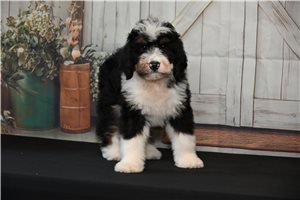 Maryanne - Bernedoodle for sale