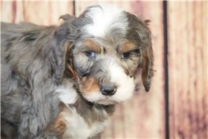 Carly - Bernedoodle for sale