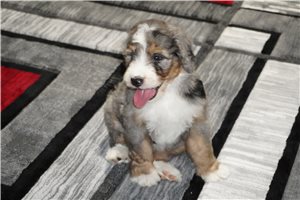 Ally - puppy for sale