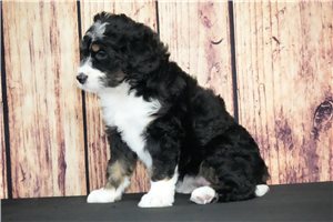 Violet - Bernedoodle for sale