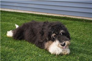 Molly - Bernedoodle for sale