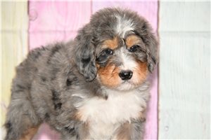 Woof - Bernedoodle for sale