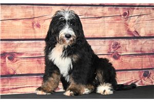 Cuddles - Bernedoodle for sale
