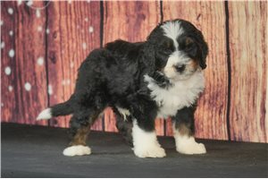 Zebo - puppy for sale