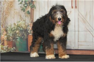 Briea - puppy for sale