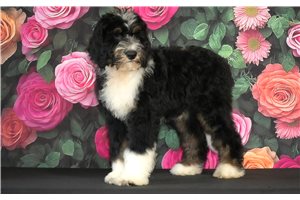 Louie - Bernedoodle for sale