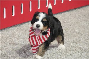 Lulu - Bernedoodle for sale