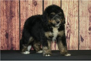 Gilbert - Bernedoodle for sale