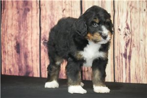 Wonton - Bernedoodle for sale