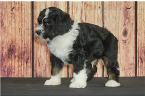 Louie - puppy for sale