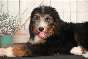 Aspen - puppy for sale