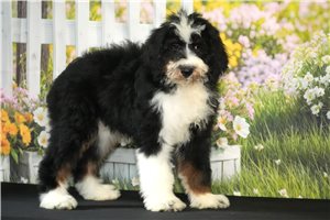 Pumpkin - Bernedoodle for sale