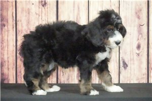 Sass - Bernedoodle for sale