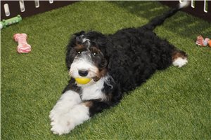 Amy - Bernedoodle for sale