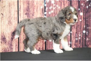 Cody - Bernedoodle for sale