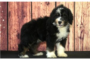 Tito - Bernedoodle for sale