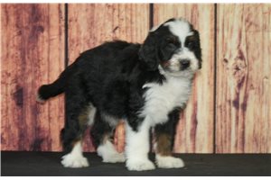 Pumpkin - puppy for sale