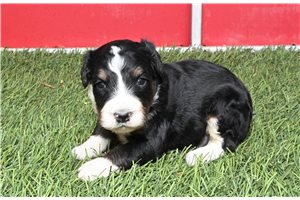 Cory - puppy for sale