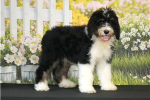 Helvita - Bernedoodle for sale