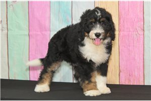 Mocha - Bernedoodle for sale