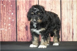 Sigmund - Bernedoodle for sale
