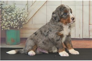 Tucker - Bernedoodle for sale