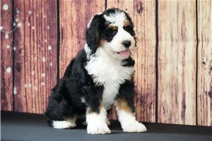 Janie - Bernedoodle for sale